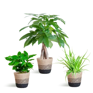 Diervriendelijke Plantenbox – 3 Kamerplanten – Ø12 cm – Met of zonder sierpot