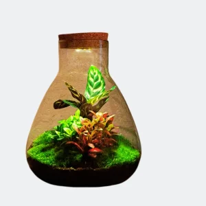 DIY Planten terrarium met licht - Sam Calathea - ↑ - No tools