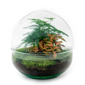 Doe-het-zelf plantenterrarium - Dome Red - Hoogte