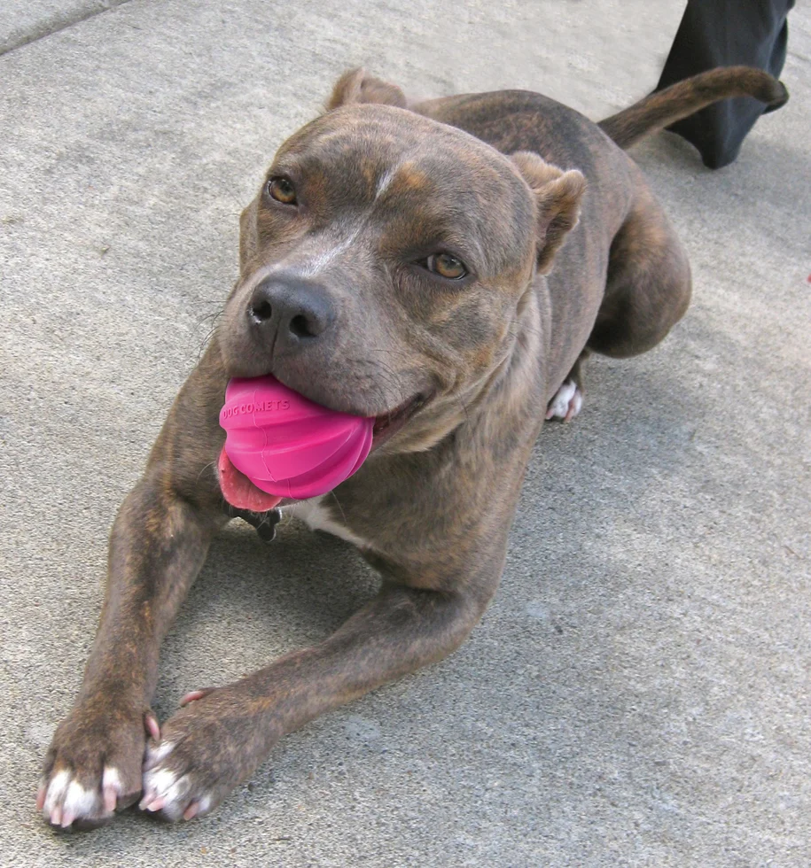 Dog Comets Halley Roze - Image 2