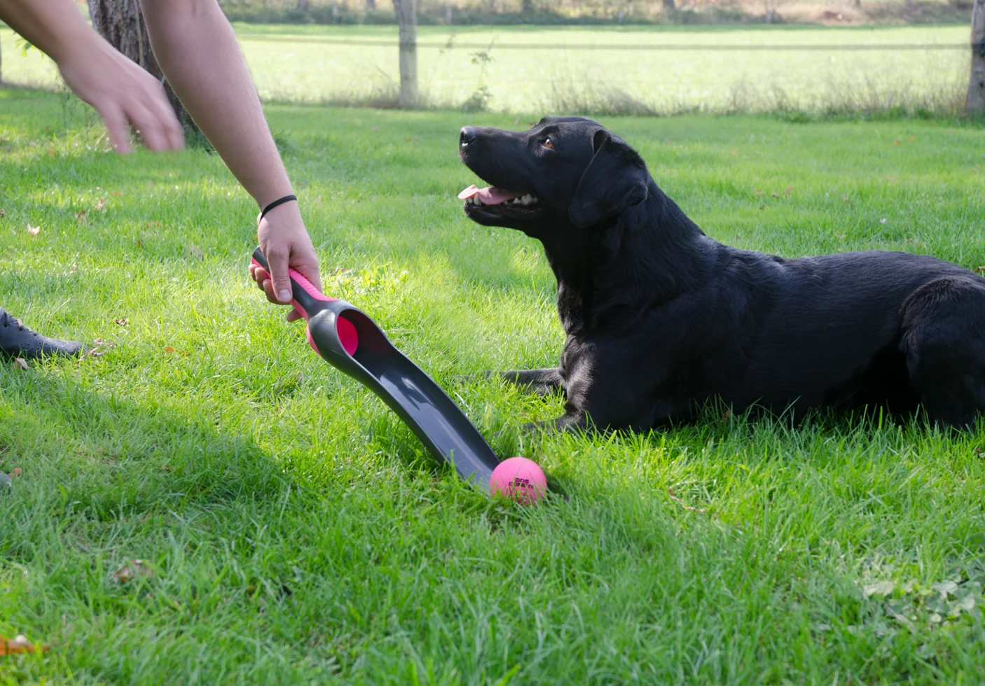 Dog Comets Star Launcher Roze - Image 2