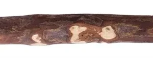 Dog Woodzzz Olijfhout Small