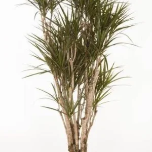 Dracaena Anita Variegata - Ideaal voor Huizen en Kantoren - Drakenbloedboom