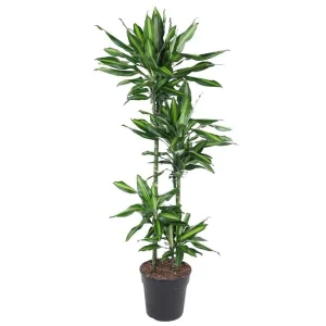 Dracaena Cintho binnen - Groene uitstraling