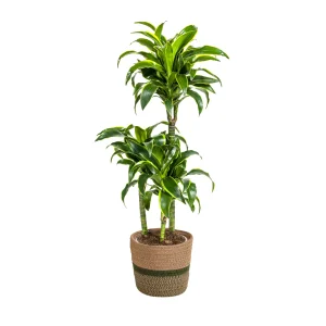 Dracaena Deremensis Dorado 100-120 of 120-140 cm - Inclusief decoratieve mand Ø21/24 cm