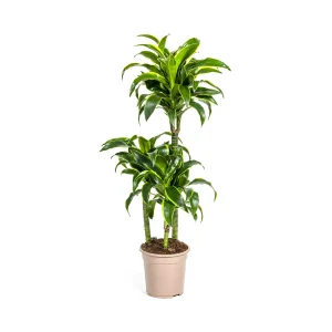 Dracaena Deremensis ‘Dorado’ – Stijlvolle kamerplant met glanzend donkergroen blad | 4 maten