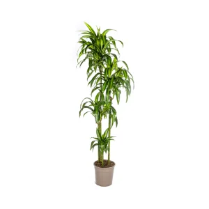 Dracaena Deremensis 'Hawaiian Sunshine' – Tropische Drakenboom | Kamerplant 70-190 cm