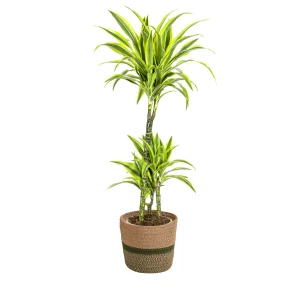 Dracaena Deremensis Lemon Lime in siermand ↕90–110 cm of ↕130–150 cm - Ø21/24 cm