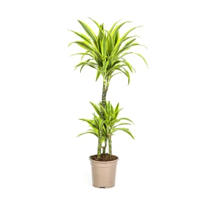 Dracaena Deremensis Lemon Lime – Kies hoogte van 70 tot 190 cm
