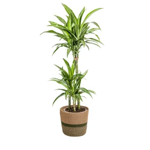 Dracaena Deremensis ↕90-110 of ↕130-150 cm met witte strepen - met mand Ø21/24 cm
