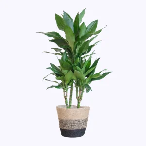 Dracaena Janet Lind – 95 cm – Ø21 cm – Kies je potstijl