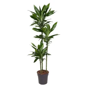 Dracaena Janet Lind - De Perfecte Groene Aanvulling voor Iedere Binnenruimte