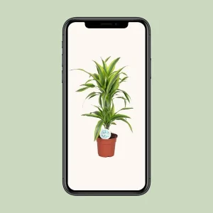 Dracaena Lemon Lime