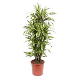 Dracaena Lemon Lime kamerplant met groen citroengele bladeren