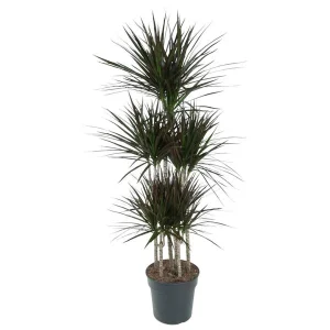 Dracaena Magenta Carrousel - Elegante Plant met Magenta Accenten voor Thuisdecoratie