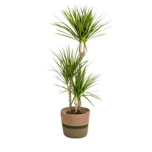Dracaena Marginata Green met mand Ø21/24cm - ↕110-130 of 130 - 150cm