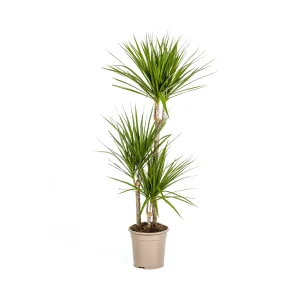 Dracaena Marginata ‘Green’ – Tijdloze kamerplant met diep groen blad | 4 maten