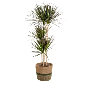 Dracaena Marginata Magenta 110-130 of 130-150 cm met mand Ø21/24 cm - Dracaena roodrand