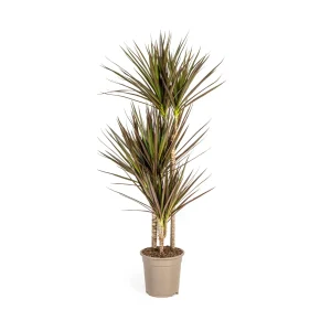 Dracaena Marginata ‘Magenta’ – Elegante kamerplant met roodachtige bladranden | 4 maten