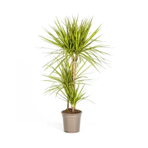 Dracaena Marginata Sunray – Drakenboom | Tropische Kamerplant 60-150 cm
