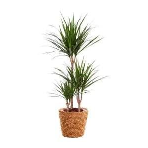 Dracaena Marginata - + zeegras mand