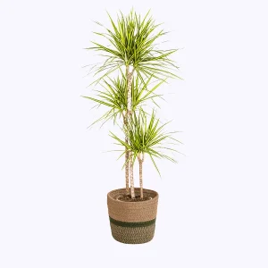 Dracaena met gele strepen inclusief mand