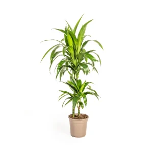 Dracaena-plant Lisa, Donkergroen Blad.Tropische Uitstraling, Groene Kamerplant,Dracaena Deremensis Lisa