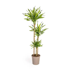 Dracaena-plant Rikki, Groen Blad met Witte Randen.Tropische Uitstraling, Groene Kamerplant,Dracaena Deremensis Rikki