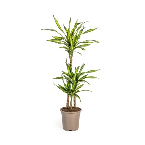 Dracaena-plant Rikki, Groen Blad met Witte Randen.Tropische Uitstraling, Groene Kamerplant,Dracaena Deremensis Rikki