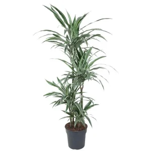 Dracaena Warneckei Carrousel - Kamerplant met Witte Strepen