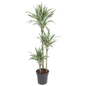 Dracaena White Stripe - Stijlvolle Witte Streeplijndrakenplant - Kamerplant voor Elke Ruimte
