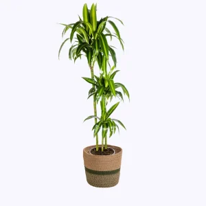 Drakenbloedboom Hawaiian Sunshine