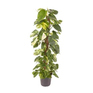Drakenklimop, Epipremnum Pinnatum, perfecte voor binnenruimtes
