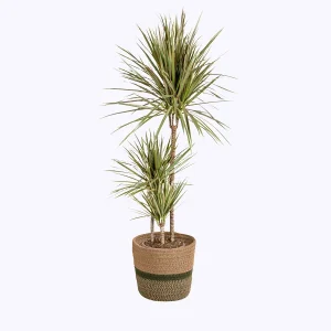 Drakenplant dubbelkleur in mand - Dracaena Marginata