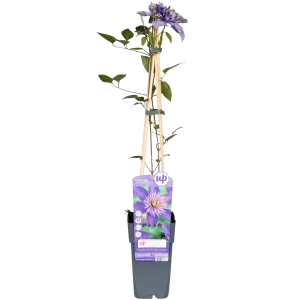 Dubbelbloemige Blauwe Clematis | 1, 3, 4 stuks