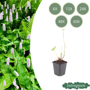 Duizendknoop ‘Alba’