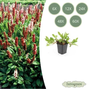 Duizendknoop 'Darjeeling Red'