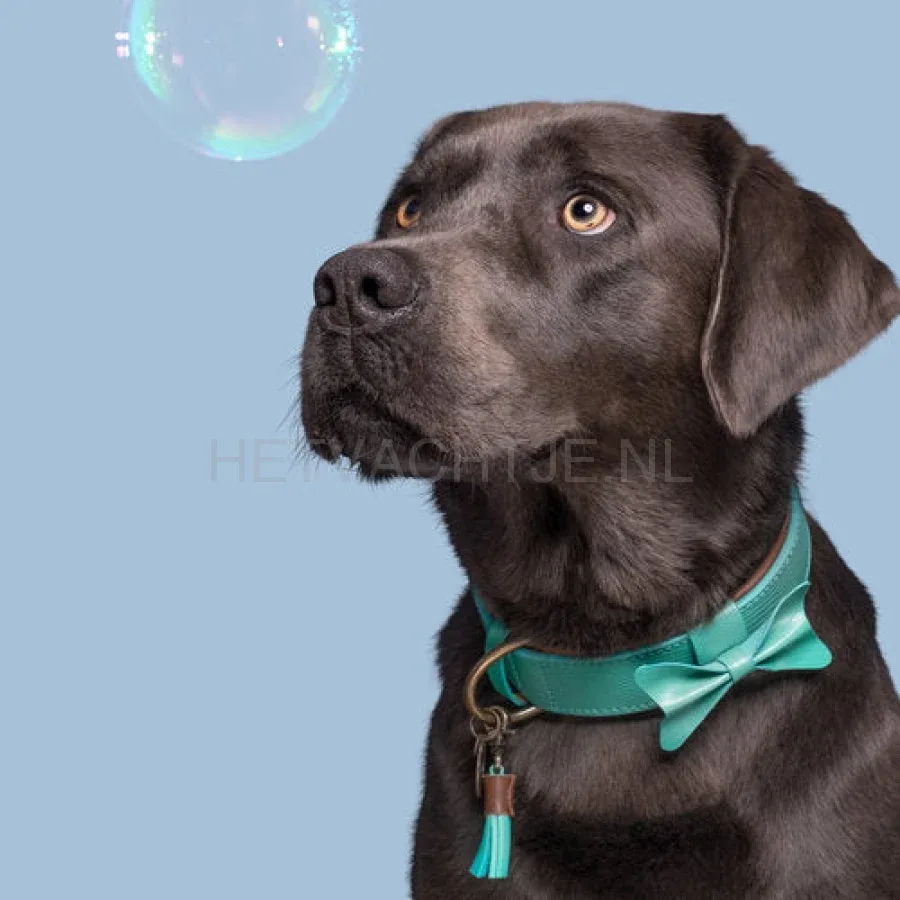 DWAM - Boomer Halsband - Image 2