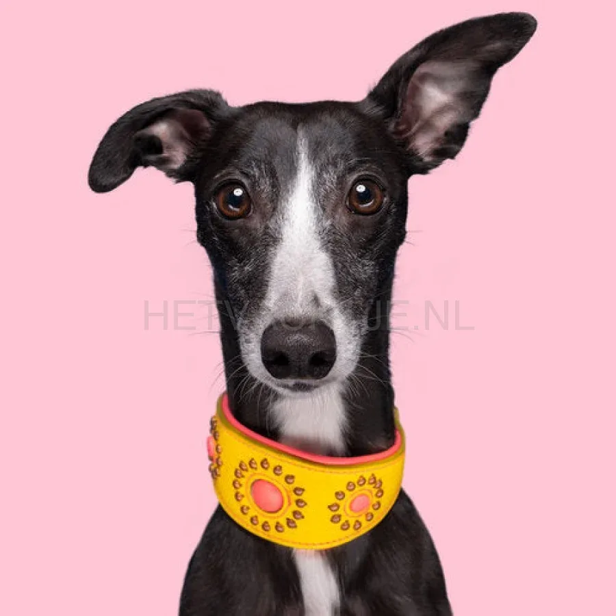 DWAM - Jessy Windhond Halsband - Image 2