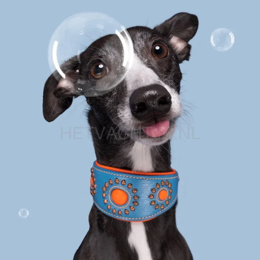 DWAM - Jones Windhond Halsband - Image 2