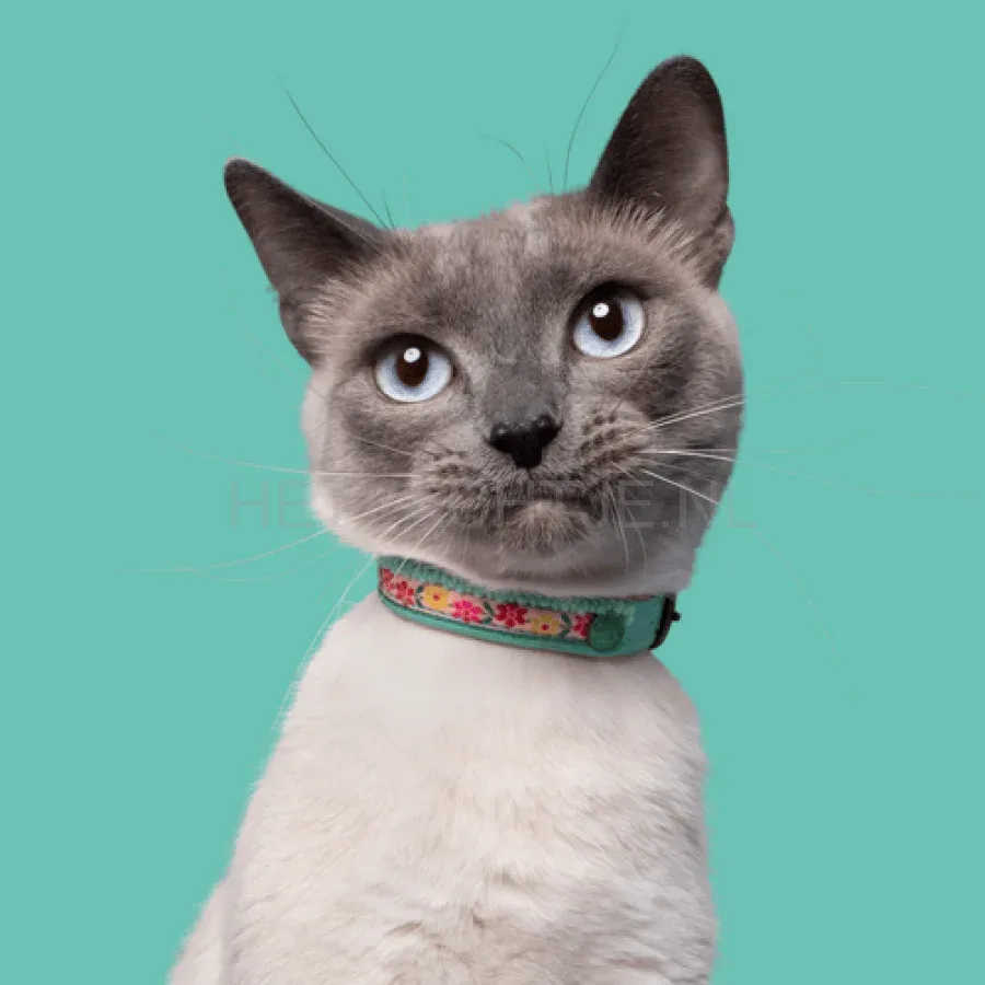 DWAM - Kitty Katten Halsband - Image 2