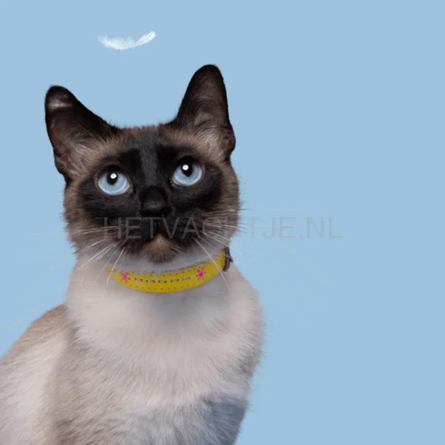 DWAM - Ollie Katten Halsband - Image 2