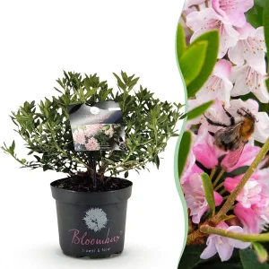 Dwerg Rhododendron licht roze