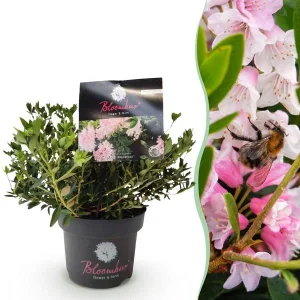 Dwerg Rhododendron licht Roze