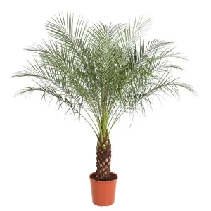Dwergdadelpalm