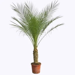 Dwergdadelpalm