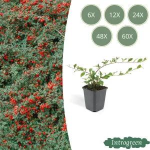 Dwergmispel 'Major'