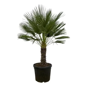 Dwergpalm op stam