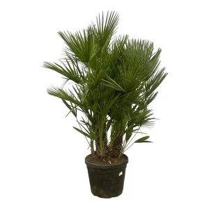 Dwergpalm op stam