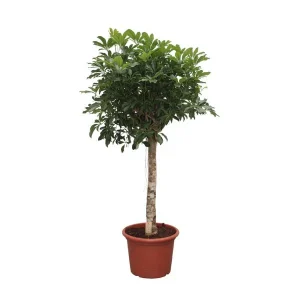 Dwergparapluplant Compacta boom